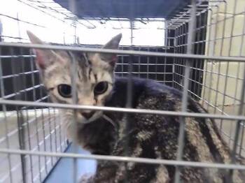 MAY -  Domestic Short Hair Cat for Adoption in Tulsa, Oklahoma - MAY | PetCurious