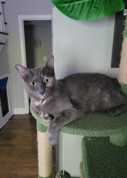 Ursa -  Manx Cat for Adoption in Mount Pleasant, South Carolina - Ursa | PetCurious