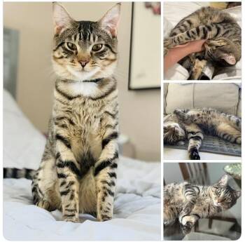 Domestic Short Hair Cats Available for Adoption in Elmsford, New York - Loki ** Courtesy Post | PetCurious