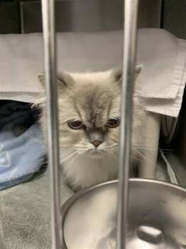 Domestic Medium Hair and Domestic Short Hair Cats Available for Adoption in Montreal, Quebec - Betty Lou | PetCurious