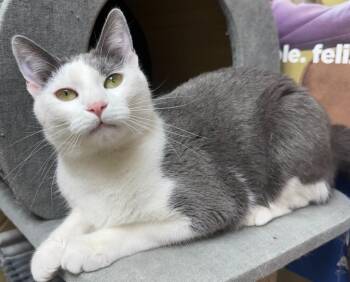 Ruby -  Domestic Short Hair Cat for Adoption in Midland, Texas - Ruby | PetCurious