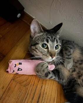 Cinnamon -  Domestic Short Hair and Tabby Cat for Adoption in San Francisco, California - Cinnamon | PetCurious