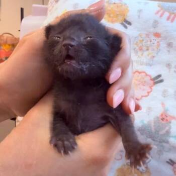 Mischievous Panther 4 -  Domestic Short Hair Cat for Adoption in Austin, Texas - Mischievous Panther 4 | PetCurious