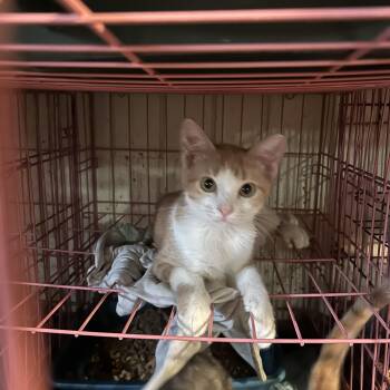 Rescue American Shorthair and Tabby Cats for Adoption in New Orleans, Louisiana - Pumpkin King | PetCurious