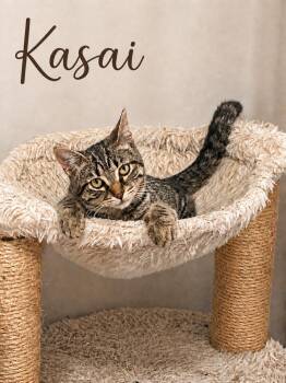 Kasai -  Domestic Short Hair Cat for Adoption in Chicago, Illinois - Kasai | PetCurious