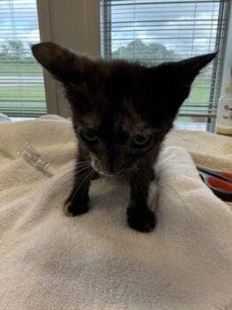 Tooth Fairy -  Domestic Short Hair Cat for Adoption in Lafayette, Indiana - Tooth Fairy | PetCurious