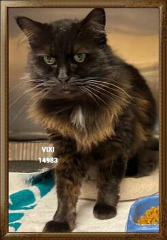 Rescue Domestic Long Hair Cats for Adoption in Marietta, Georgia - Vixi (602) | PetCurious