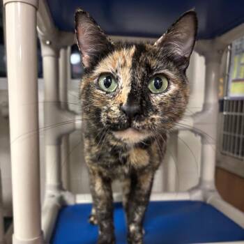 Domestic Short Hair Cats Available for Adoption - Matilda 25-264 | PetCurious