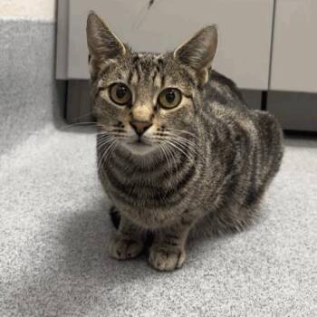 Peach -  Domestic Short Hair Cat for Adoption in Indianapolis, Indiana - Peach | PetCurious