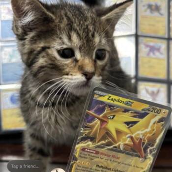 Zapdos (p) -  Domestic Short Hair Cat for Adoption in Denver, Colorado - Zapdos (p) | PetCurious