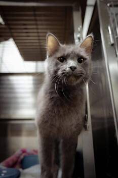 Darcy -  Domestic Medium Hair Cat Available for Adoption in Greensburg, Indiana - Darcy | PetCurious