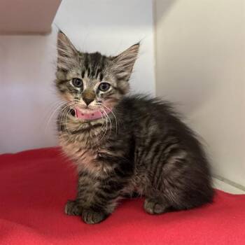 Domestic Short Hair Cats Available for Adoption in Long Beach, California - IVY | PetCurious