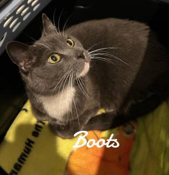 Rescue Domestic Short Hair Cats for Adoption in Naugatuck, Connecticut - Boots | PetCurious