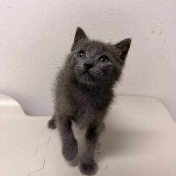 Gloop G2 -  Domestic Short Hair Cat for Adoption in Edinburg, Texas - Gloop G2 | PetCurious