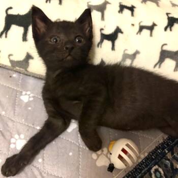 Totter -  Domestic Short Hair Cat for Adoption in Lutz, Florida - Totter | PetCurious