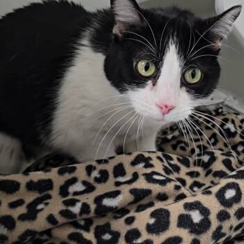 Rescue Domestic Short Hair Cats for Adoption in Jasper, Indiana - Cookies | PetCurious