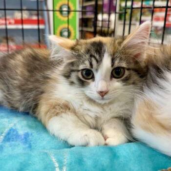 Duchess -  Calico and Domestic Long Hair Cat for Adoption in Knoxville, Tennessee - Duchess | PetCurious