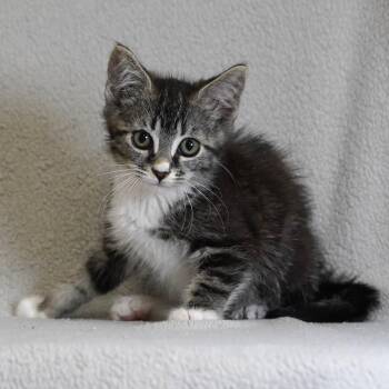Acorn (Blue) -  Domestic Short Hair Cat for Adoption in Sunnyvale, California - Acorn (Blue) | PetCurious