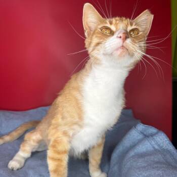 Domestic Short Hair Cats Available for Adoption - Orange Crush | PetCurious
