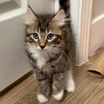 Cassian -  Domestic Medium Hair Cat for Adoption in Pleasanton, California - Cassian | PetCurious