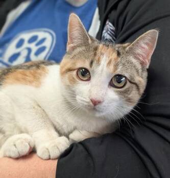 Rescue Domestic Short Hair Cats for Adoption in Canfield, Ohio - LULLABY | PetCurious