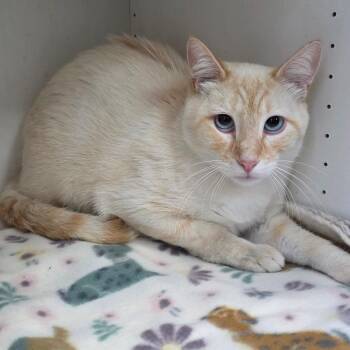 Domestic Short Hair Cats Available for Adoption in Duncan, Oklahoma - Samson | PetCurious