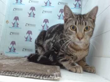 CLOUD -  Domestic Short Hair Cat for Adoption in Orlando, Florida - CLOUD | PetCurious
