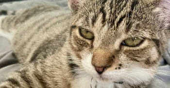 Rescue Domestic Short Hair Cats for Adoption in Tampa, Florida - Pixie | PetCurious