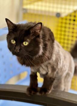 Toby -  Domestic Long Hair Cat for Adoption in Cumberland, Maine - Toby | PetCurious