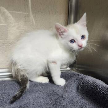 Cloudberry -  Domestic Short Hair Cat for Adoption in Casa Grande, Arizona - Cloudberry | PetCurious