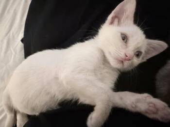 Petal -  Domestic Short Hair Cat for Adoption in West Palm Beach, Florida - Petal | PetCurious