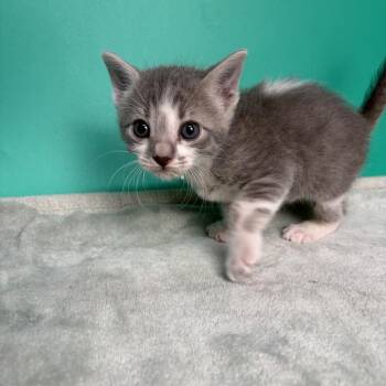 Marion -  Domestic Short Hair Cat for Adoption in San Antonio, Texas - Marion | PetCurious