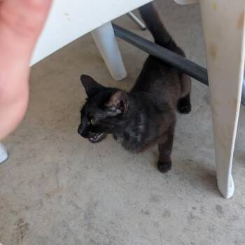 Puma -  Domestic Short Hair Cat for Adoption in Madison, Wisconsin - Puma | PetCurious