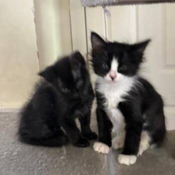 Bruce and Timothy -  Domestic Short Hair Cat for Adoption in Mokena, Illinois - Bruce And Timothy | PetCurious