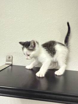 Rescue Domestic Medium Hair Cats for Adoption in Albuquerque, New Mexico - CuddleBug | PetCurious