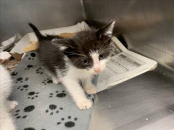 Domestic Short Hair Cats Available for Adoption in Tulsa, Oklahoma - SHAKE | PetCurious