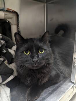 Rescue Domestic Long Hair Cats for Adoption - Murffy | PetCurious