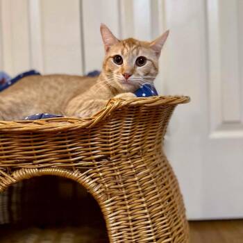 Preston -  Domestic Short Hair Cat Available for Adoption in Raleigh, North Carolina - Preston | PetCurious