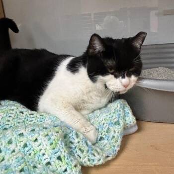 Domestic Short Hair Cats Available for Adoption - Lolo | PetCurious