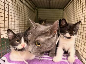 PETUNIA PIG -  Domestic Short Hair Cat for Adoption in Tustin, California - PETUNIA PIG | PetCurious