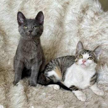 Domestic Short Hair Cats Available for Adoption - Samoas | PetCurious