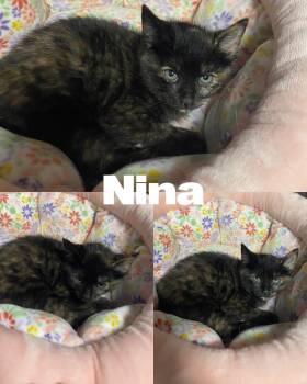 Rescue Domestic Short Hair Cats for Adoption in Saint James, Missouri - Nina | PetCurious