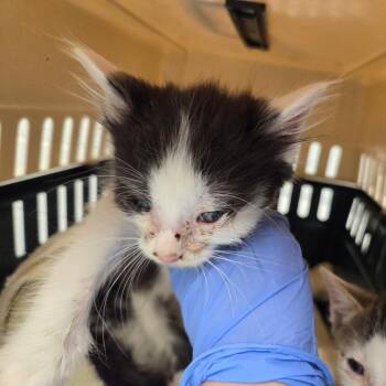 Colorado -  Domestic Short Hair Cat for Adoption in Chattanooga, Tennessee - Colorado | PetCurious