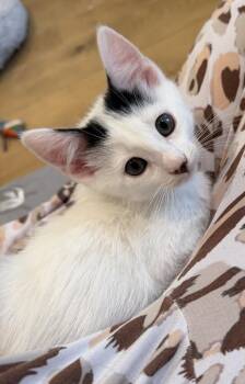 Pez Exotic Flavors: Lychee -  Domestic Short Hair Cat for Adoption - Pez Exotic Flavors: Lychee | PetCurious