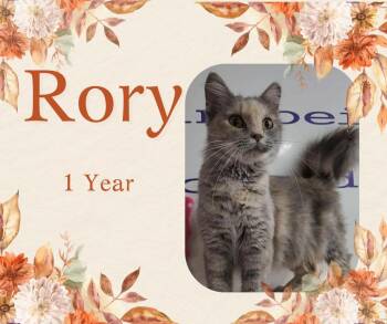 Rescue Domestic Medium Hair Cats for Adoption in Tama, Iowa - Rory | PetCurious