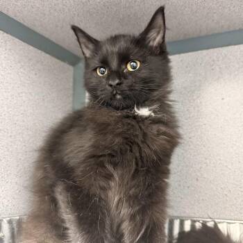 Hermione -  Domestic Medium Hair Cat for Adoption in Waterloo, Iowa - Hermione | PetCurious