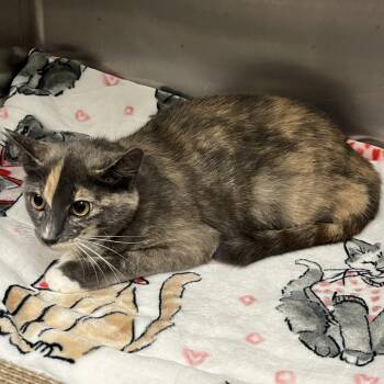 Maybach -  Domestic Short Hair Cat for Adoption in East Hampton, New York - Maybach | PetCurious