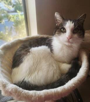 Amye -  Domestic Short Hair Cat for Adoption in Huntington Beach, California - Amye | PetCurious