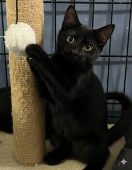Rescue Domestic Short Hair Cats for Adoption - Shadow, Sylvester, Sullivan And Stormie | PetCurious