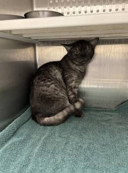 Domestic Short Hair Cats Available for Adoption - KINGSFORD | PetCurious